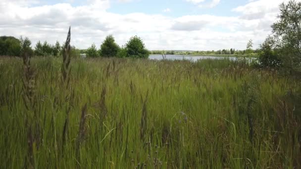 Hierba balanceándose en el viento en un campo cerca del río — Vídeos de Stock