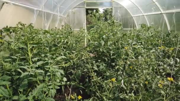 Los Tomates Los Pepinos Crecen Invernadero Cultivo Tomates Pepinos Invernaderos — Vídeo de stock