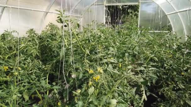 Los Tomates Los Pepinos Crecen Invernadero Cultivo Tomates Pepinos Invernaderos — Vídeos de Stock