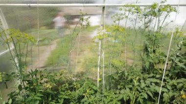 Domates ve salatalık bir serada yetişir. Seralarda domates ve salatalık yetiştiriyorlar..
