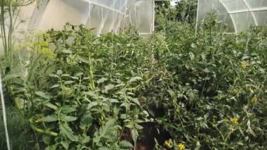 Domates ve salatalık bir serada yetişir. Seralarda domates ve salatalık yetiştiriyorlar..