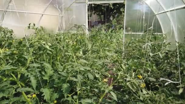Los Tomates Los Pepinos Crecen Invernadero Cultivo Tomates Pepinos Invernaderos — Vídeo de stock