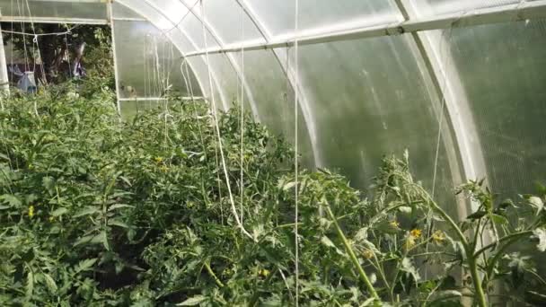 Tomatoes Cucumbers Grow Greenhouse Growing Tomatoes Cucumbers Greenhouses — Stock Video