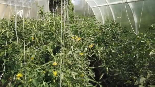 Tomates Pepinos Crescem Uma Estufa Cultivo Tomates Pepinos Estufas — Vídeo de Stock