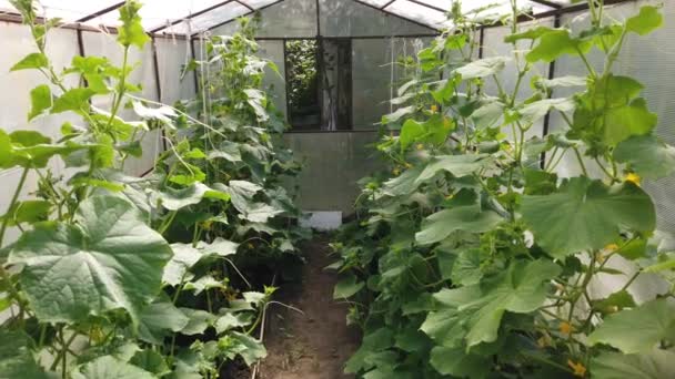 Los Tomates Los Pepinos Crecen Invernadero Cultivo Tomates Pepinos Invernaderos — Vídeo de stock