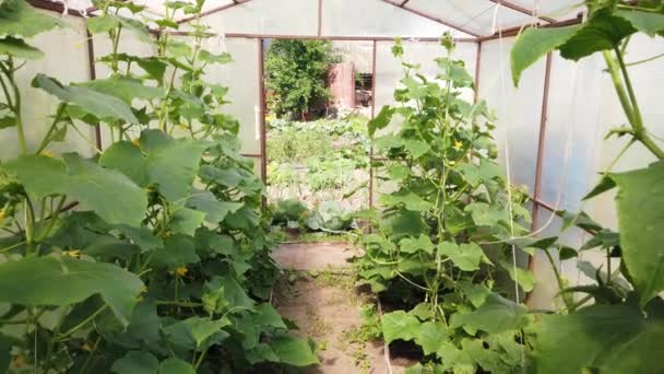 Tomates Pepinos Crescem Uma Estufa Cultivo Tomates Pepinos Estufas — Vídeo de Stock