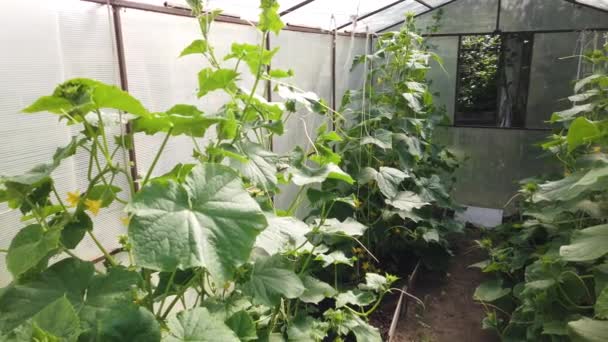 Tomates Pepinos Crescem Uma Estufa Cultivo Tomates Pepinos Estufas — Vídeo de Stock