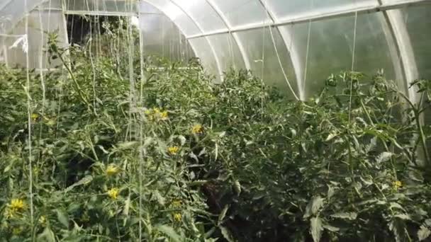 Ντομάτες Και Αγγούρια Μεγαλώνουν Θερμοκήπιο Καλλιέργεια Τοματών Και Αγγουριών Θερμοκήπια — Αρχείο Βίντεο