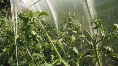 Domates ve salatalık bir serada yetişir. Seralarda domates ve salatalık yetiştiriyorlar..