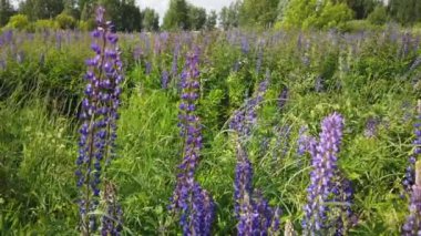 Güzel leylak lupinler tarlada rüzgarda sallanıyor.