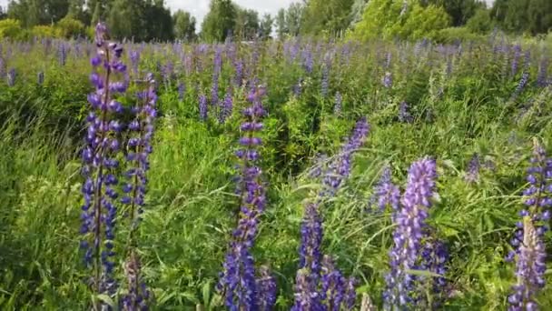 Schöne Fliederlupinen Wackeln Wind Auf Dem Feld — Stockvideo