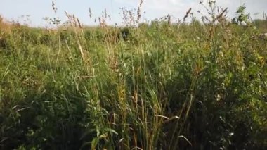 Rüzgardan sallanan yeşil çimenler