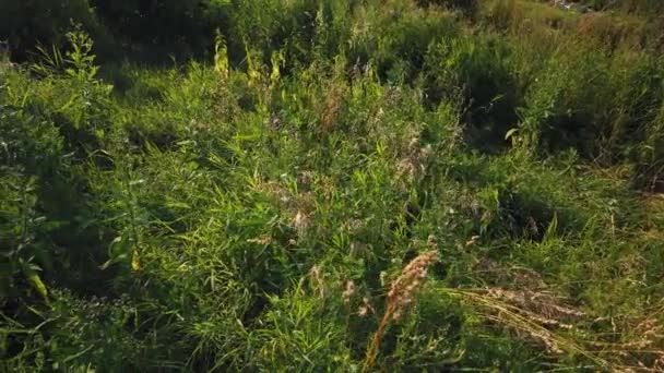 Grünes Gras Wiegt Sich Vom Wind Auf Dem Feld — Stockvideo