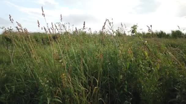 Πράσινο Χορτάρι Ταλαντεύεται Στο Πεδίο Από Τον Άνεμο — Αρχείο Βίντεο