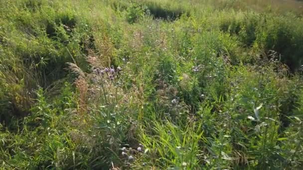 Grünes Gras Wiegt Sich Vom Wind Auf Dem Feld — Stockvideo