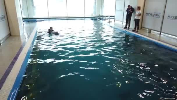 Ιουλίου 2020 Μόσχα Ρωσία Κορίτσια Κολυμπούν Εκπαιδευμένο Δελφίνι Στο Δελφίνι — Αρχείο Βίντεο