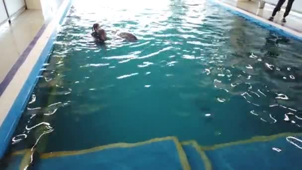 Temmuz 2020 Moskvarium Moscow Russia Kızlar Yunuslarda Eğitilmiş Yunuslarla Yüzerler — Stok video