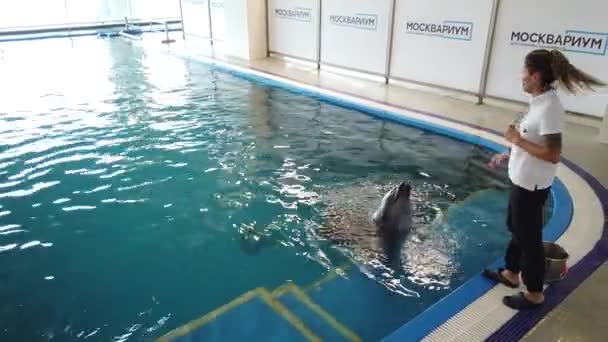 Julio 2020 Moskvarium Moscú Rusia Las Niñas Nadan Con Delfines — Vídeo de stock