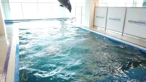 Juli 2020 Moskvarium Moscow Ryssland Flickor Simmar Med Utbildad Delfin — Stockvideo