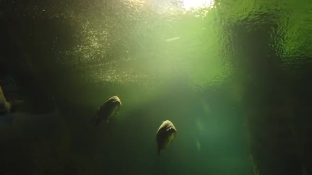 Cena Subaquática Com Peixes Coloridos Aquário Água Doce — Vídeo de Stock