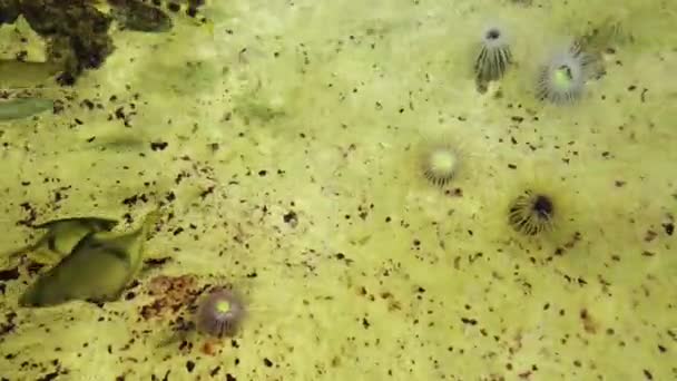 Scène Sous Marine Avec Aquarium Eau Douce Poissons Colorés — Video