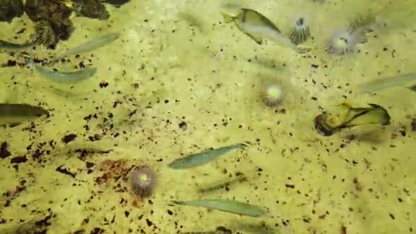 Scène Sous Marine Avec Aquarium Eau Douce Poissons Colorés — Video