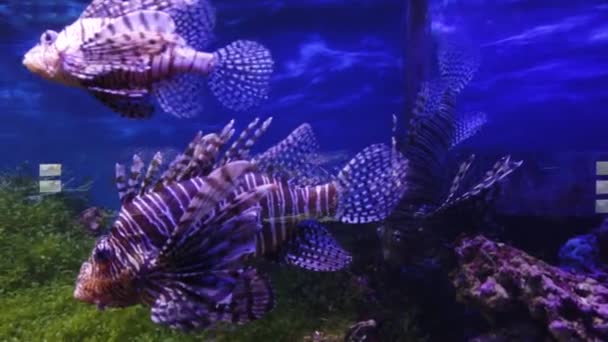 Scène Sous Marine Avec Aquarium Eau Douce Poissons Colorés — Video