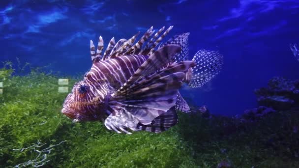 Adegan Bawah Air Dengan Akuarium Air Tawar Ikan Berwarna Warni — Stok Video