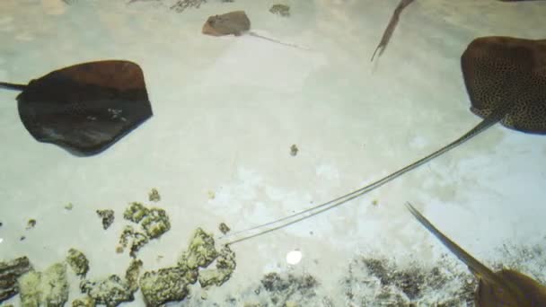 Stachelrochen Mit Anderen Meeresfischen Treiben Der Tiefe — Stockvideo