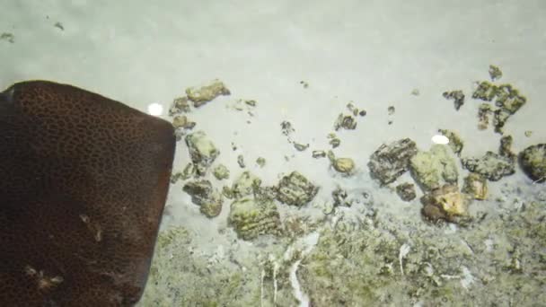 Stingrays Com Outro Peixe Marinho Flutua Nas Profundezas — Vídeo de Stock