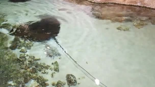 Stingrays Another Marine Fishes Floats Deep — Stock Video