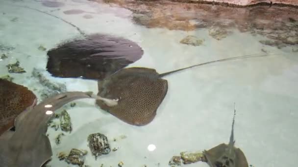 Stingrays Met Een Andere Zeevissen Drijft Diepte — Stockvideo