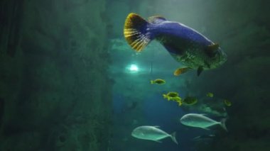 Köpekbalığı ve balıklar okyanusta yüzüyorlar. Vahşi deniz hayvanı ve yırtıcı.