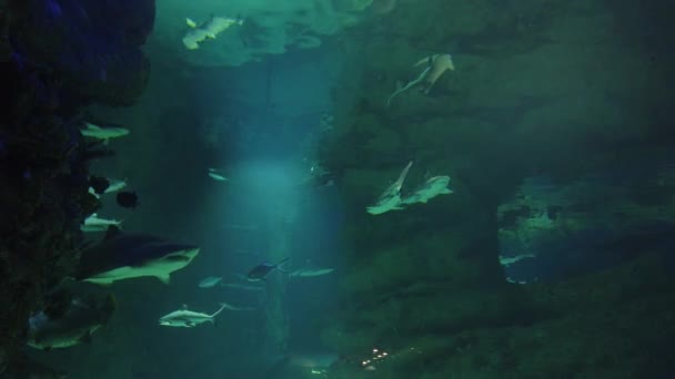 Cápák Halak Úsznak Vízben Oceanáriumban Vadon Élő Tengeri Állat Ragadozó — Stock videók