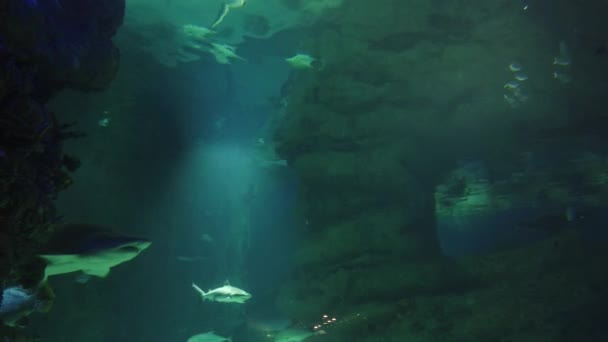 Haai Vissen Zwemmen Het Water Het Oceanarium Wilde Zeedieren Roofdieren — Stockvideo