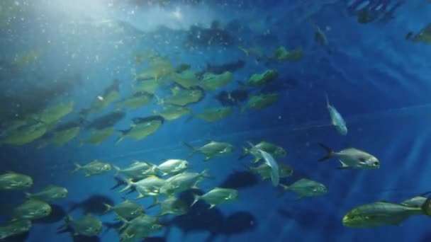 Tiburón Peces Nadando Agua Oceanario Animales Marinos Salvajes Depredadores — Vídeos de Stock