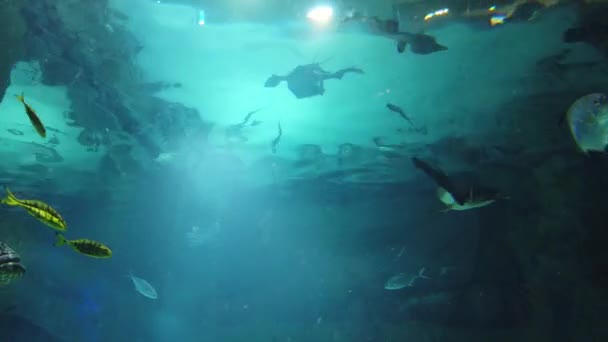 Tubarão Peixe Nadando Água Oceanário Animal Marinho Selvagem Predador — Vídeo de Stock