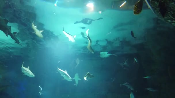 在水族馆里 鲨鱼和鱼在水里游动 野生海洋动物和掠食者 — 图库视频影像