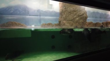 Akvaryumda deniz komandosu, suyun altında tatlı bir deniz foku yüzüyor.