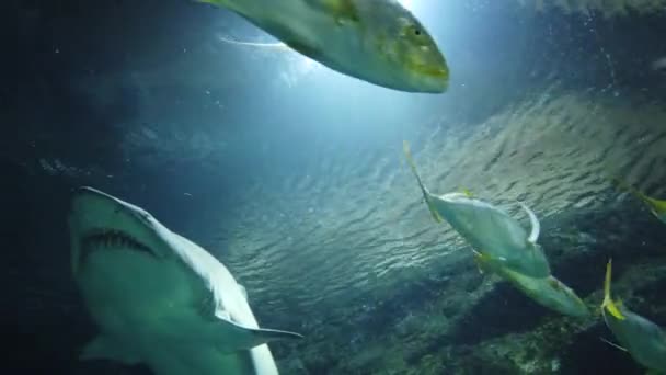 Haai Vissen Zwemmen Het Water Het Oceanarium Wilde Zeedieren Roofdieren — Stockvideo