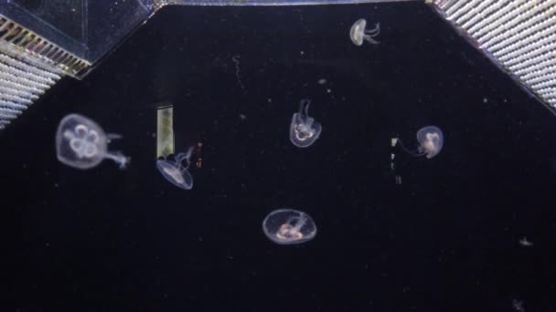 Jellyfish Swims Aquarium Pool Transparent Jellyfish Move Underwater — Stock Video