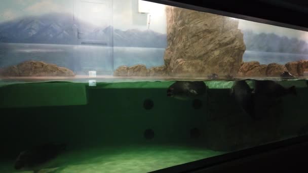 海军海豹在水族馆里 可爱的海军海豹在水下游动 — 图库视频影像