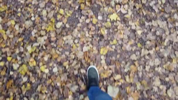 Male Feet Sneakers Moving Forward Ground Covered Fallen Yellow Leaves — Stock Video