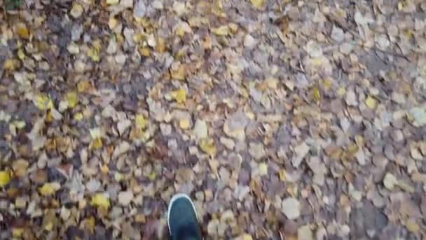 秋の黄色の葉で覆われた地面を進むスニーカーの男性の足 秋の始まりの概念 クローズアップ 公園で前進 — ストック動画