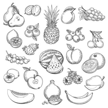 Vintage fruit sketch clipart