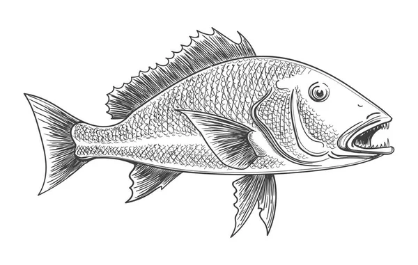 Desenho de tinta retrô de peixe — Vetor de Stock