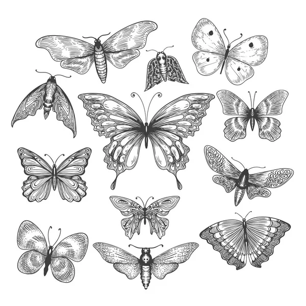 Vlinder, mariposa schets — Stockvector