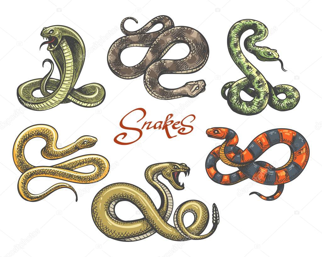 Snake tattoo vector. Colored snakes tattoos on white, vintage viper and cobra evil serpent vector illustration