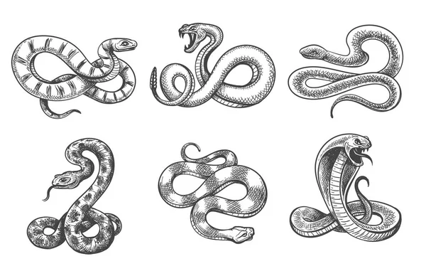 Serpents croquis ensemble — Image vectorielle