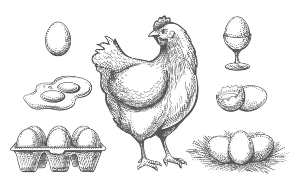 Tavuk ve yumurta çizimi. — Stok Vektör